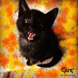 名贵活体宠物猫 孟买猫 黑猫 CFA纯种血统 立耳 公 母招财辟邪