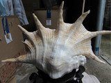 天然海螺贝壳 超大七角螺 特级收藏家居鱼缸装饰婚礼布置摆件礼物