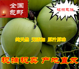 包邮海南特产新鲜热带水果 椰子1个带皮发货 青椰子 纯天然无添加