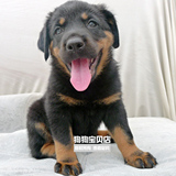 罗威纳幼犬大骨骼广州大型犬聪明忠诚凶猛健康血统035