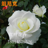 白玫瑰月季切花苗 坦尼克 盆栽月季花苗 花大，正品包成活