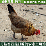 密云农家散养土鸡 柴鸡 草鸡 1年半左右老母鸡 北京现杀当日达