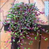 多肉植物 吊兰 紫玄月 佛珠爱之蔓 阳台窗台花卉绿植盆栽净化空气