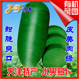 天津特产正宗水果沙窝萝卜蔬菜种子20克原包小沙沃村特色青萝卜籽