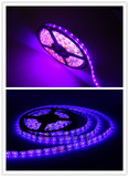 LED软灯条SMD3528粉光PI 紫光UV/PU 裸板/滴胶 60灯一米 12V 5米