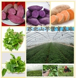 有机特殊菜苗食叶型番薯苗山芋苗 地瓜叶种苗白黄红紫薯苗基地