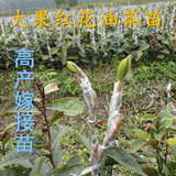 正宗高产大果红花油茶实生苗地径2-3cm 五年实生苗油茶苗茶籽树木
