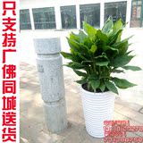 广州 四季绿叶万年青植物盆栽净化空气吸甲醛 室内阳台观叶绿植