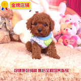 [寻找天使]6522纯种家养微小体泰迪犬宠物狗活体幼犬视频茶杯玩具