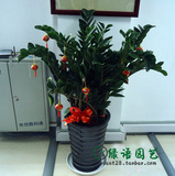1米精品金钱树盆栽 家居客厅室内大型绿化植物 上海送货上门