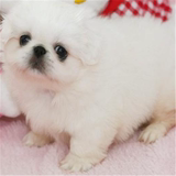 出售纯种北京京巴幼犬赛级宫廷犬超可爱长不大雪白的宠物狗狗50