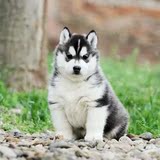 西伯利亚雪橇犬哈士奇犬幼犬纯种活体家养宠物狗三火蓝眼赛级4