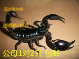 包邮 宠物活体蝎子 雨林蝎子假帝王14-16cm 1公1母 繁殖组