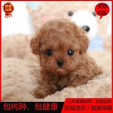 泰迪犬幼犬出售韩系茶杯狗泰迪幼犬活体家养宠物狗袖珍超小型0501