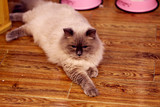 CFA注册美国布偶猫 完美蓝重点色布偶猫dd 成年 活体猫咪