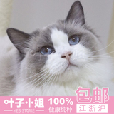 韩城犬业 宠物活体小猫咪 双色奶油色海豹色蓝眼布偶猫 幼猫幼崽2