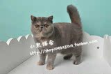【小熙猫舍】CFA注册赛级种母 异国短毛猫/加菲猫/宠物猫