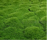 植毛石皮 仿真青苔草坪 青苔石 盆景 植物苔藓 仿真植物墙景草坪