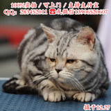 0512家养纯种美国短毛猫 银虎斑 实拍可视频 杭州可上门选购