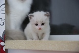 《美猫乐园》CFA注册猫舍\布偶猫\蓝白双色\