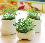 新品创意陶瓷小盆栽 DIY迷你种植小盆栽 办公室桌面绿植小盆栽