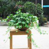 常春藤 吊兰植物盆栽 常青藤 除90%苯净化空气 吸甲醛成都送货