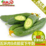 尚购24蔬果小黄瓜小乳瓜 新鲜荷兰黄瓜1斤新发地蔬菜北京同城配送