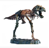 美国正品代购ELENCO Science Tech科技系列T-Rex霸王龙骨架模型