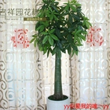 仿真发财树盆栽塑料假树绿色植物大型中盆景家居客厅落地花艺装饰
