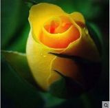特价黄色玫瑰花小苗栽玫瑰庭院绿植室内室外文杰花园盆栽花卉包邮