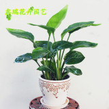 小鹤望兰天堂鸟植物盆栽室内客厅净化空气中型绿色观叶植物花卉
