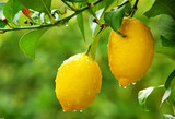 香水柠檬苗，柠檬树苗，庭院盆栽果树，清香四季常青，苗圃直销