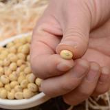 黄豆 非转基因 新货 打豆浆 大豆 五谷杂粮农家自产有机豆芽 250g