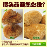 东北野生猴头菇干货特级猴头菌蘑菇长白山特产250g可打粉山货养胃