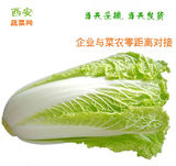 西安蔬菜网直供新鲜现摘蔬菜大白菜3斤左右西安同城极速配送