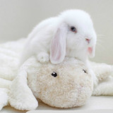垂耳兔子 纯种兔活体宝宝小白兔熊猫兔狮子兔侏儒 两只包邮