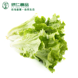 绿仁农家自产生态蔬菜新鲜有机生菜青菜 350g一份 厦门同城配送
