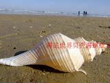 18-26厘米大香螺，供奉法螺，密宗法器，天然贝壳海螺，可做螺号
