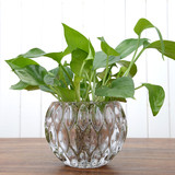 透明玻璃水培花瓶水养植物绿萝吊兰红掌水培花盆花器欧式桌面摆件