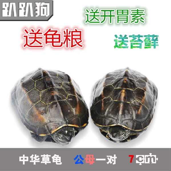 情侣龟 公母一对 7cm 中华草龟宠物活体乌龟