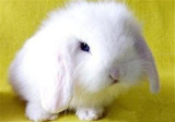 宠物兔 垂耳兔宝宝 荷兰垂耳兔纯种 迷你垂耳兔活体 纯白垂耳兔