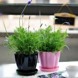 薰衣草 盆栽 办公室桌面植物 净化空气 紫色薰衣草花苗 室内植物