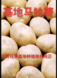 土豆 马铃薯 高产马铃薯种子 马铃薯种子 特价高产土豆种子种子
