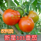 农科院【新星101番茄种子】容易种植的番茄 味甜 结果多 抗高温