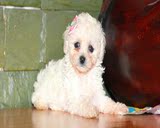 韩国泰迪犬纯种白色茶杯幼犬家养超小活体袖珍贵宾宠物狗狗可视频