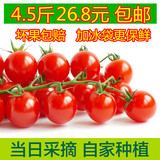 新鲜孕妇水果小柿子樱桃小番茄水果千禧圣女果小番茄4.5斤包邮
