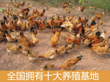 土大妈安品200天农家散养现杀鲜活原生态无激素营养新鲜土鸡