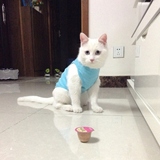 宠爱多2016春夏季短毛波斯猫衣服蓝猫白毛猫黑英短宠物服装雨衣