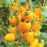 黄美人樱桃番茄种子 阳台四季播种 秋冬季蔬菜种子 满保证正品