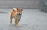 北京宠物狗狗 双赛级血统纯种日本柴犬活体幼犬出售秋田犬短毛